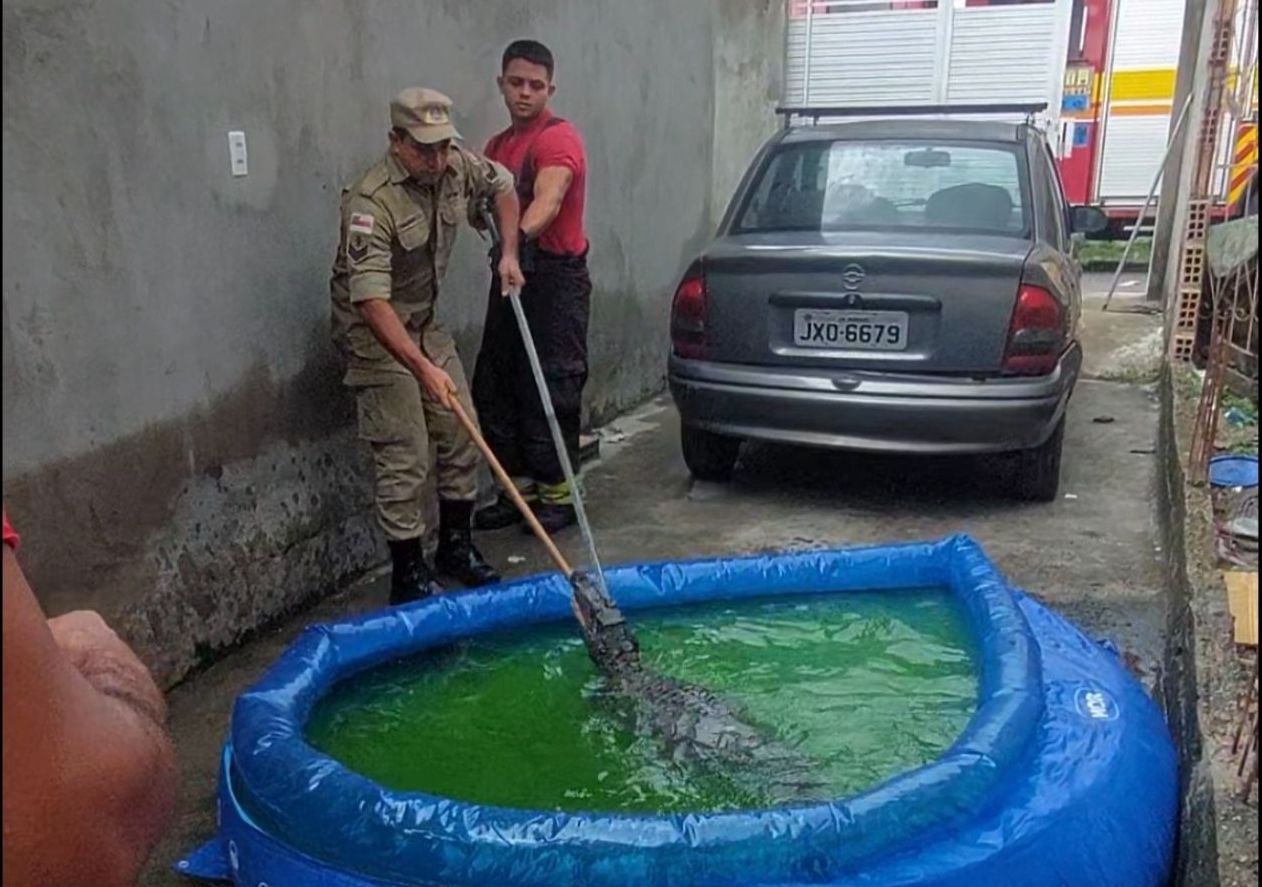 43915d0c985cc314274118de1d45a38e_jacaré_piscina